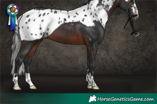 Horse Color:Brown Skewed Appaloosa and Brown Skewed Appaloosa