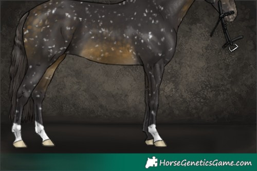 Horse Color:Buckskin Skewed Appaloosa