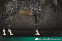 Horse Color:Buckskin Skewed LP Spotted 