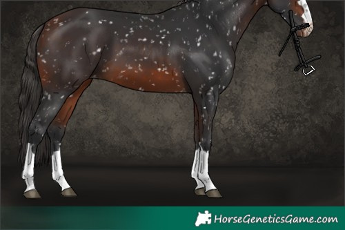Horse Color:Bay Skewed Appaloosa