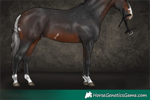 Horse Color:Brown Skewed Appaloosa