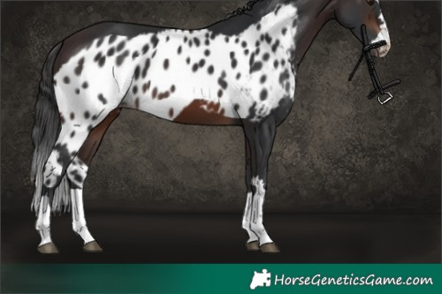 Horse Color:Brown Skewed Appaloosa
