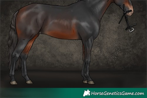 Horse Color:Bay Skewed Appaloosa