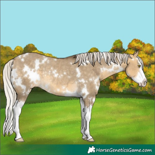 Horse Color:White Spotted Silver Buckskin Dun Splash Varnish Rabicano