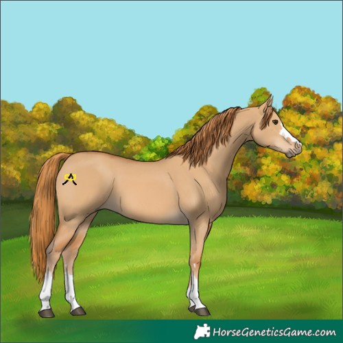Horse Color:Red Dun