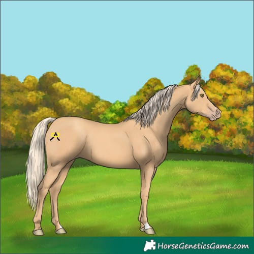 Horse Color:Gold Champagne 