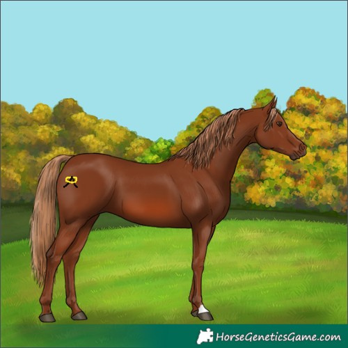 Horse Color:Chestnut 