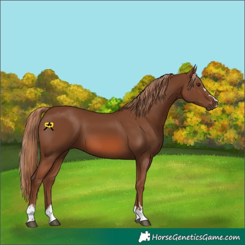 Horse Color:Chestnut 
