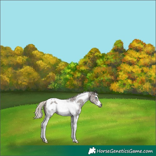 Horse Color:Silver Black Sabino Tobiano Frame
