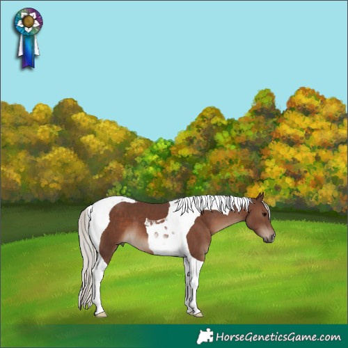 Horse Color:Silver Black Tobiano