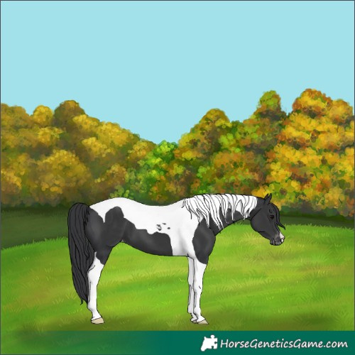 Horse Color:Black Tobiano Appaloosa 