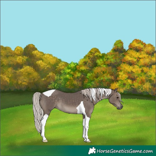 Horse Color:Silver Black Tobiano