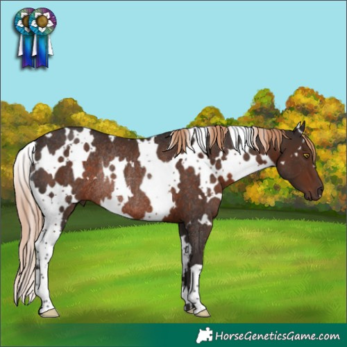 Horse Color:White Spotted Liver Chestnut Rabicano 