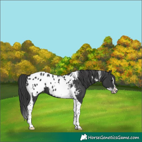 Horse Color:Black Tobiano Frame Blanket 
