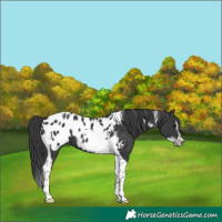 Horse Color:Black Tobiano Frame Appaloosa