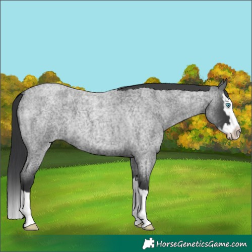 Horse Color:Blue Roan Splash 