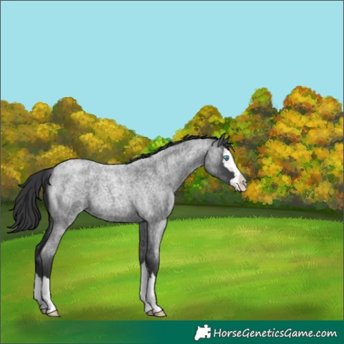 Horse Color:Blue Roan Splash 