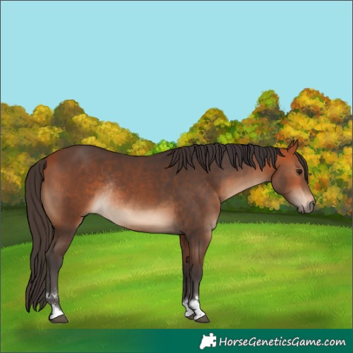 Horse Color:Bay Rabicano