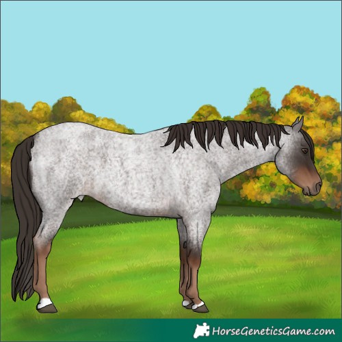 Horse Color:Liver Red Roan 
