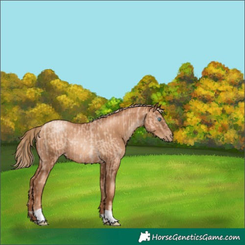 Horse Color:Gold Champagne Pearl Rabicano and Gray Gold Champagne Pearl Rabicano