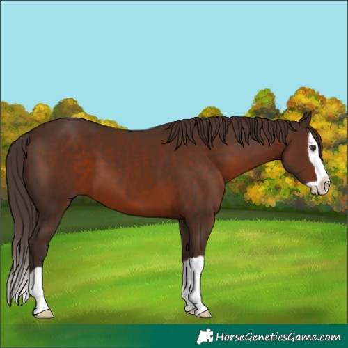Horse Color:Liver Chestnut Splash 