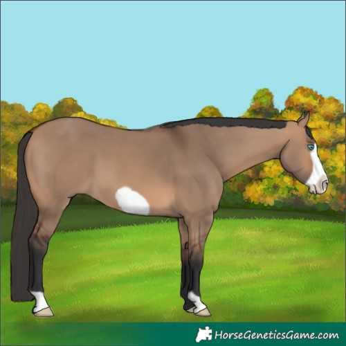 Horse Color:Bay Dun Frame 