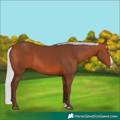 Horse Color:Silver Brown Splash 