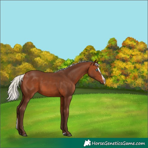Horse Color:Silver Brown Splash 