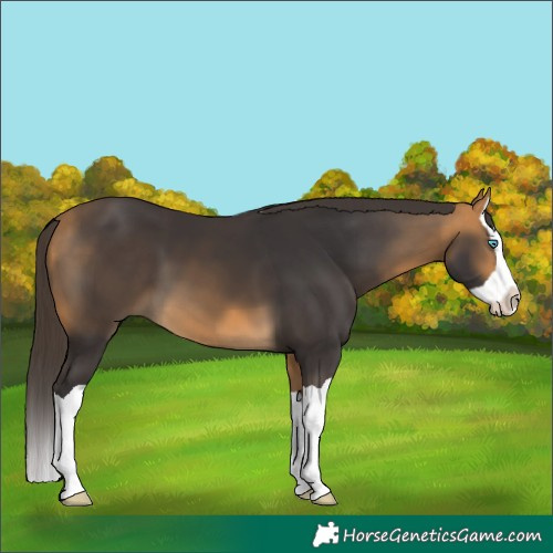Horse Color:Buckskin Splash 