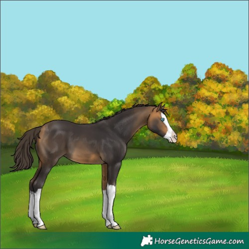 Horse Color:Buckskin Splash 