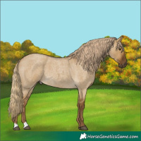 Horse Color:Chocolate Palomino Roan Dun 