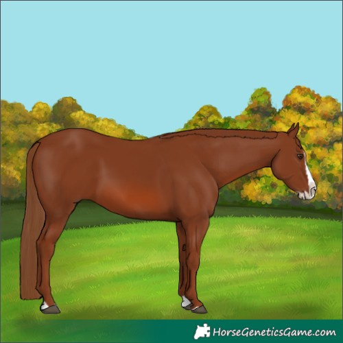 Horse Color:Chestnut Splash Rabicano 