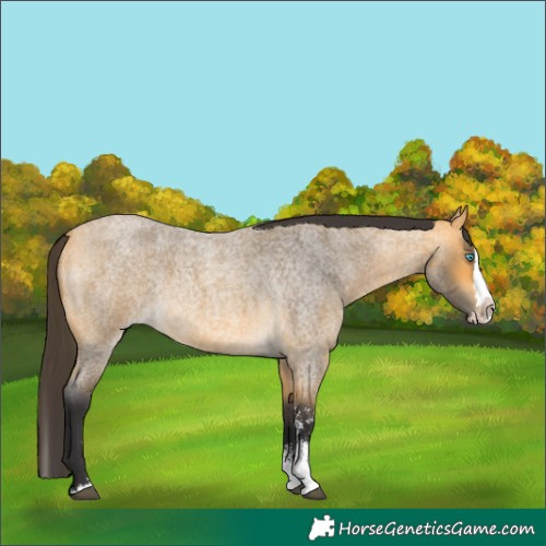 Horse Color:Buckskin Roan Sabino Splash 