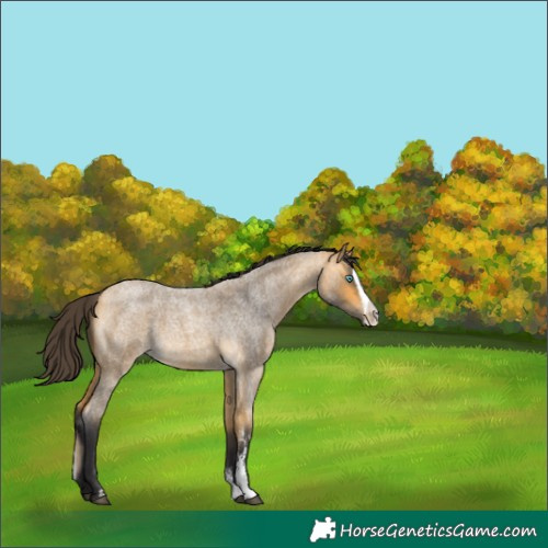 Horse Color:Buckskin Roan Sabino Splash 