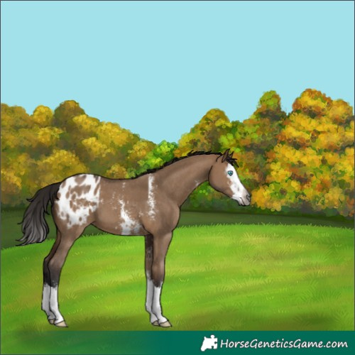 Horse Color:Gray Bay Dun Sabino Splash Appaloosa 