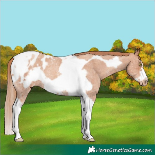 Horse Color:Gold Champagne Sabino Splash Tobiano Frame Blanket Rabicano