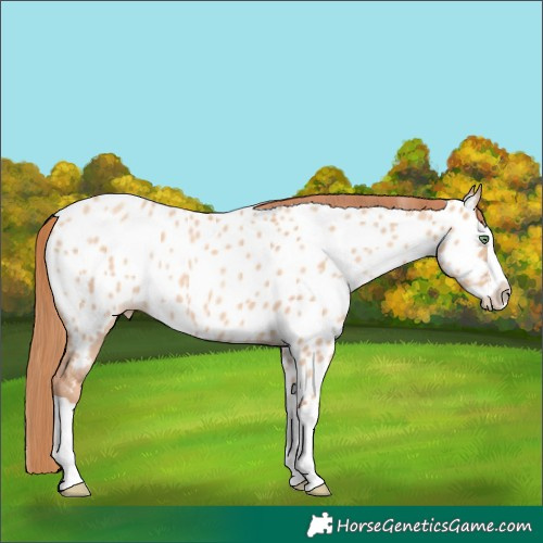Horse Color:Gold Champagne Dun Splash Near Leopard 