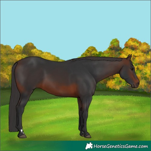 Horse Color:Brown 
