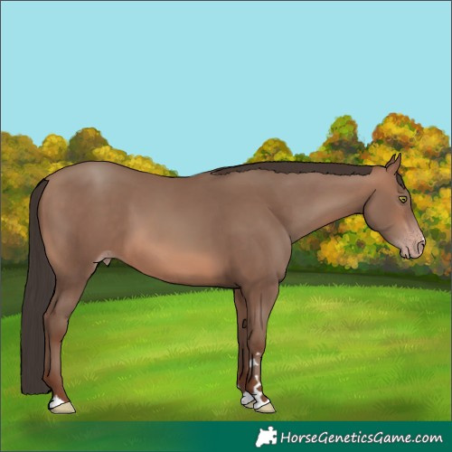 Horse Color:Sable Champagne