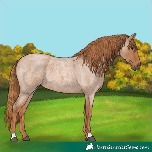 Horse Color:Red Roan 