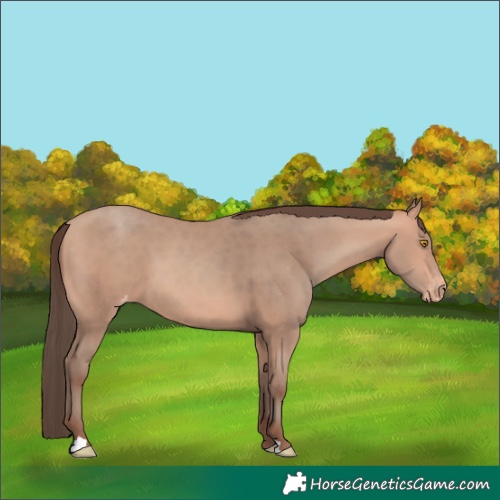 Horse Color:Amber Champagne Appaloosa 