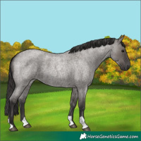 Horse Color:Smoky Grullo Roan