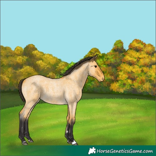 Horse Color:Buckskin Roan