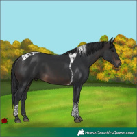 Horse Color:Brown Tobiano