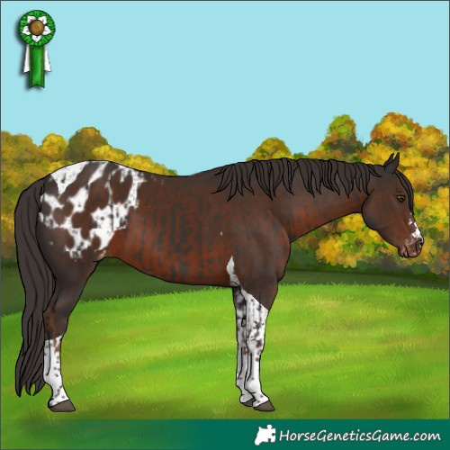 Horse Color:Liver Chestnut Tobiano and Liver Chestnut Tobiano Blanket