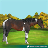 Horse Color:Brown Tobiano Varnish