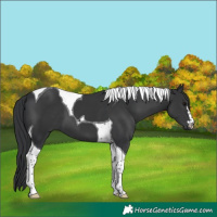Horse Color:Black Tobiano 