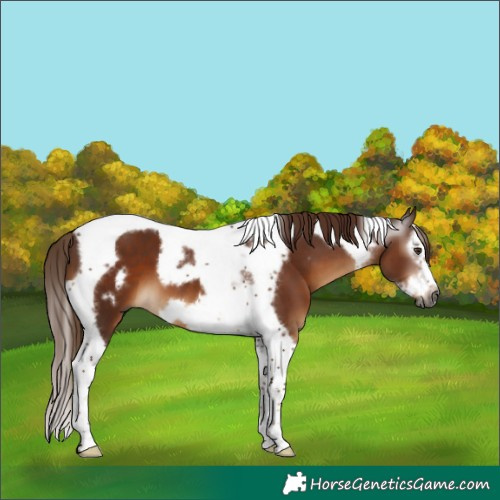 Horse Color:Gray Chestnut Splash Tobiano Frame 