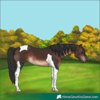 Horse Color:Brown Tobiano 