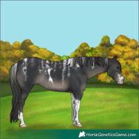 Horse Color:Powder White Black Tobiano Rabicano 